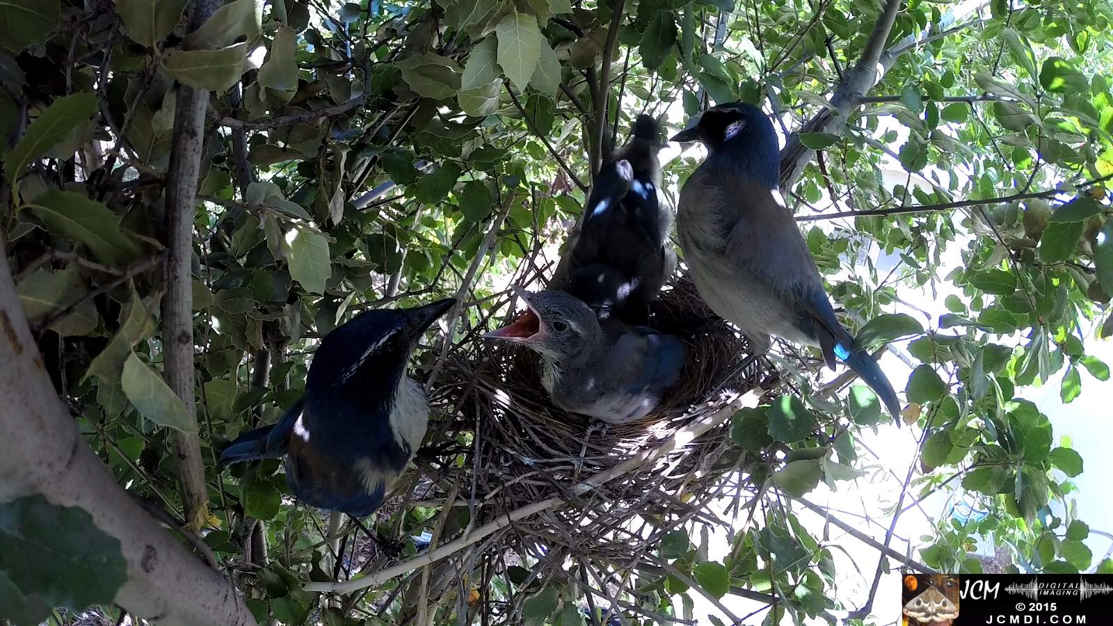 Scrub Jay Documentary chicks in nest with parents both leave